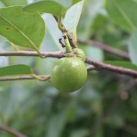 Annona glabra L.